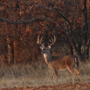Meet your Posher, Garrett